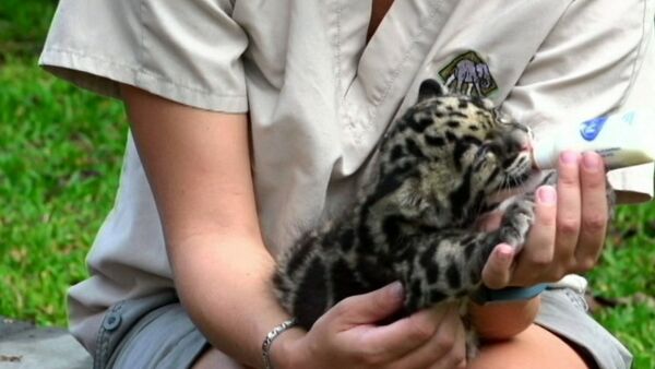 Новорожденный леопард Маугли впервые пил молоко перед публикой в зоопарке - Sputnik Таджикистан