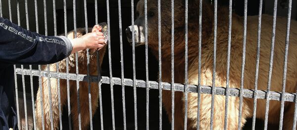 Медведи Душанбинского зоопарка. Архивное фото Медведи Душанбинского зоопарка. Архивное фото - Sputnik Таджикистан