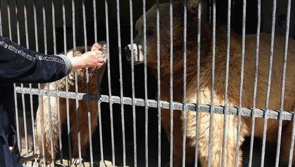 Медведи в зоопарке, архивное фото - Sputnik Таджикистан