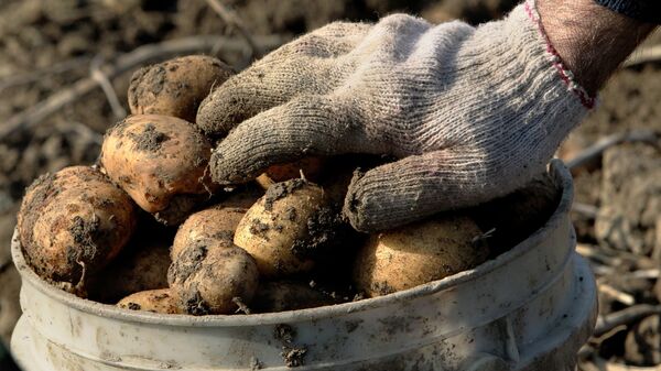 Сбор урожая картофеля. Архивное фото - Sputnik Таджикистан