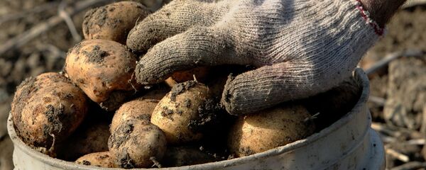 Сбор урожая картофеля. Архивное фото - Sputnik Таджикистан