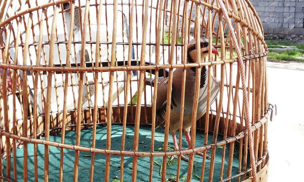 Единственное развлечение самого пожилого ветерана  - бои куропаток.  - Sputnik Таджикистан