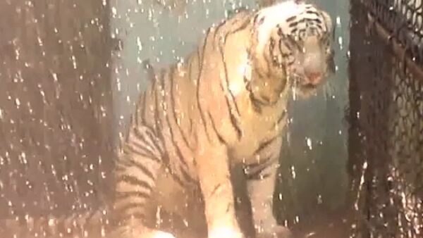 Тигриный душ и кондиционер для леопарда - как в Индии спасали животных от жары - Sputnik Таджикистан