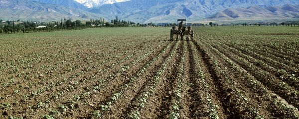 Майдони пахтазор. Акс аз бойгонӣ - Sputnik Тоҷикистон