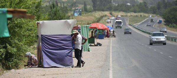 Придорожная черешня - Sputnik Тоҷикистон