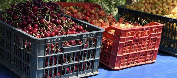 Придорожная черешня - Sputnik Тоҷикистон