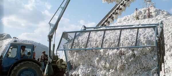 Уборка хлопка. Архивное фото Уборка хлопка. Архивное фото - Sputnik Таджикистан