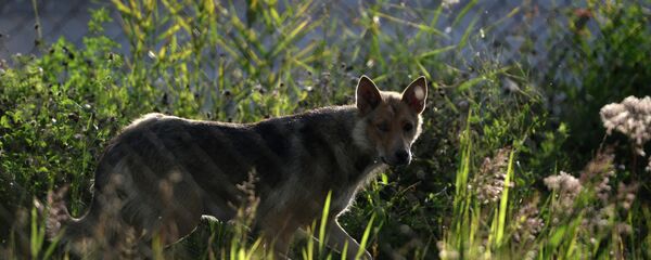 Бездомные собаки, архивное фото Бездомные собаки, архивное фото - Sputnik Таджикистан
