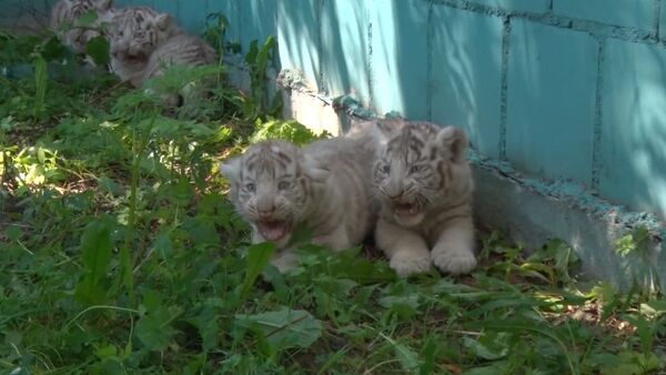 Усатая команда, или Белые тигрята из зоопарка Литвы впервые вышли “на охоту - Sputnik Таджикистан