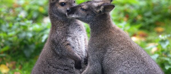 Кенгуру. Архивное фото - Sputnik Таджикистан