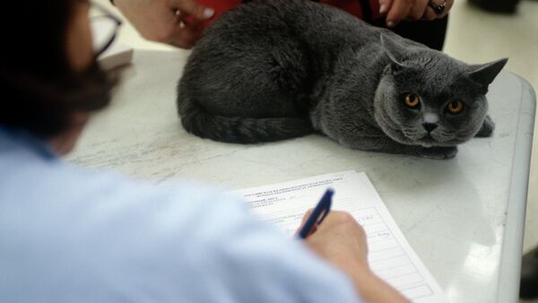 Кошка породы голубая британская короткошерстная. Архивное фото - Sputnik Тоҷикистон