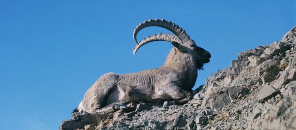 Горный козел, архивное фото. - Sputnik Тоҷикистон