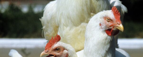 Курицы - Sputnik Тоҷикистон