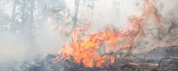 Лесной пожар, архивное фото - Sputnik Тоҷикистон