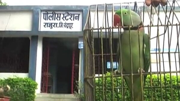 Арест попугая, или За что полиция Индии забрала в участок говорящую птицу - Sputnik Таджикистан