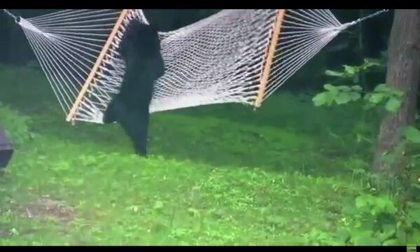 Медведь и гамак Медведь и гамак - Sputnik Таджикистан