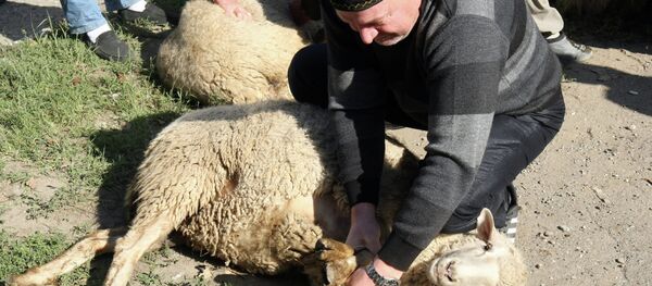 Празднование Курбан-Байрама. Архивное фото - Sputnik Тоҷикистон