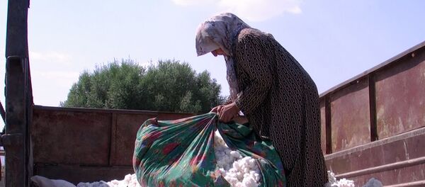 Сбор хлопка, архивное фото - Sputnik Тоҷикистон