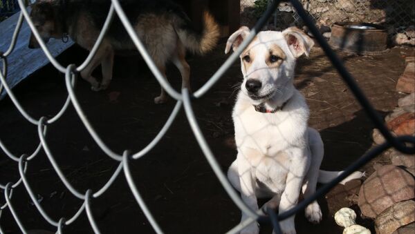 Приют для бездомных собак, рхивное фото - Sputnik Таджикистан