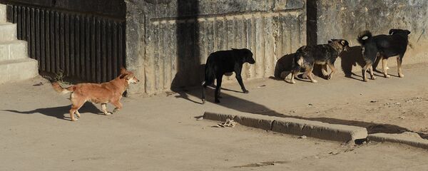 Бродячие собаки в Душанбе. Архивное фото - Sputnik Тоҷикистон