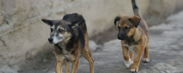 Бродячие собаки в Душанбе. Архивное фото - Sputnik Таджикистан