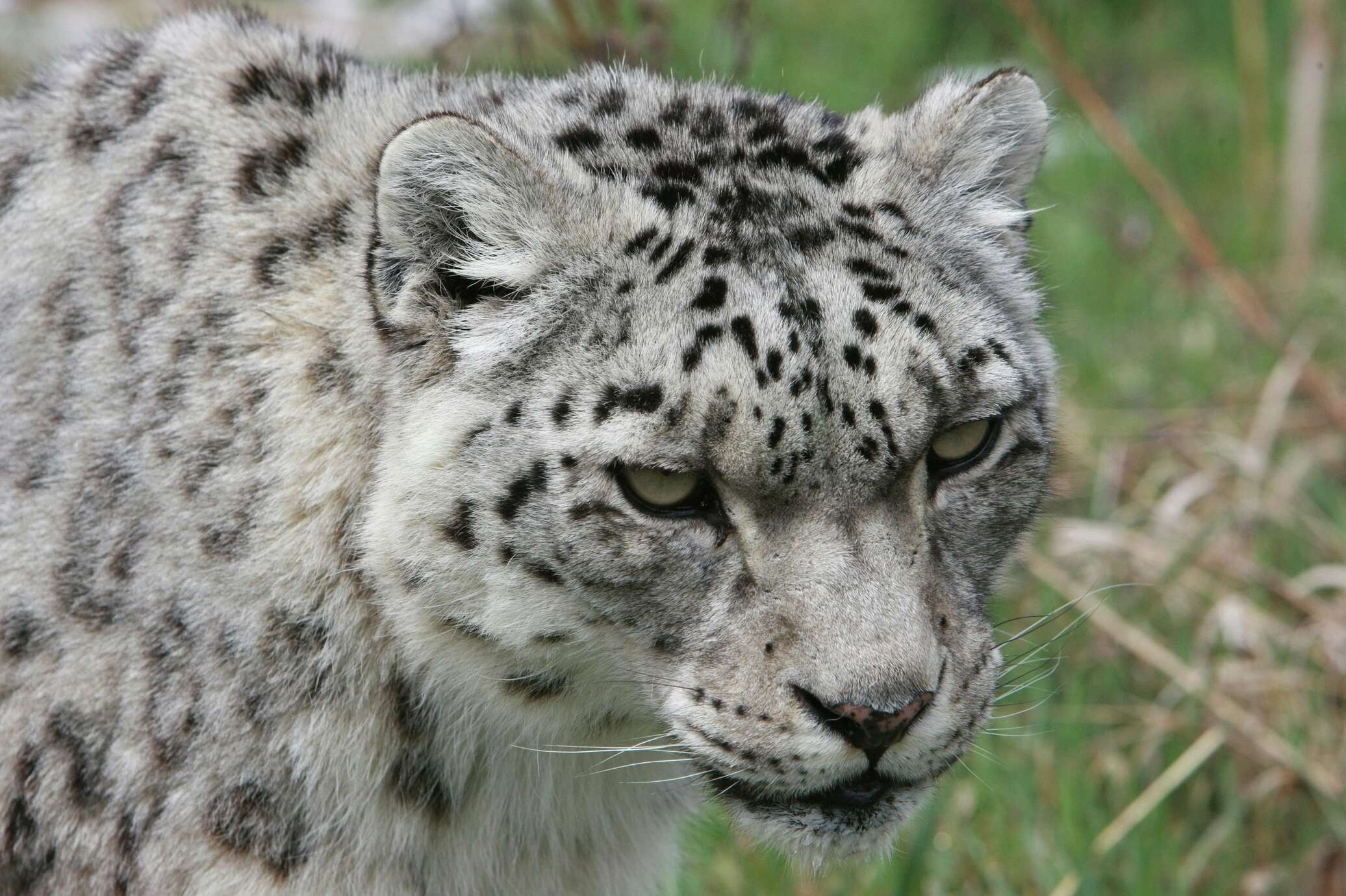 Саяно-шушенский заповедник ирбис. Приморский барс. - снежный барс (panthera uncia. Снежный барс иркутск. Снежный барс приморский край.