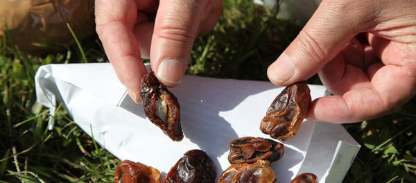 Финики - Sputnik Тоҷикистон