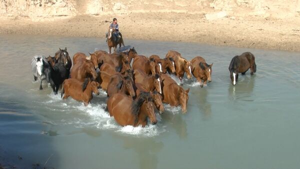 Руководство Наврузгох хочет вернуть своих лошадей в Душанбе - Sputnik Таджикистан