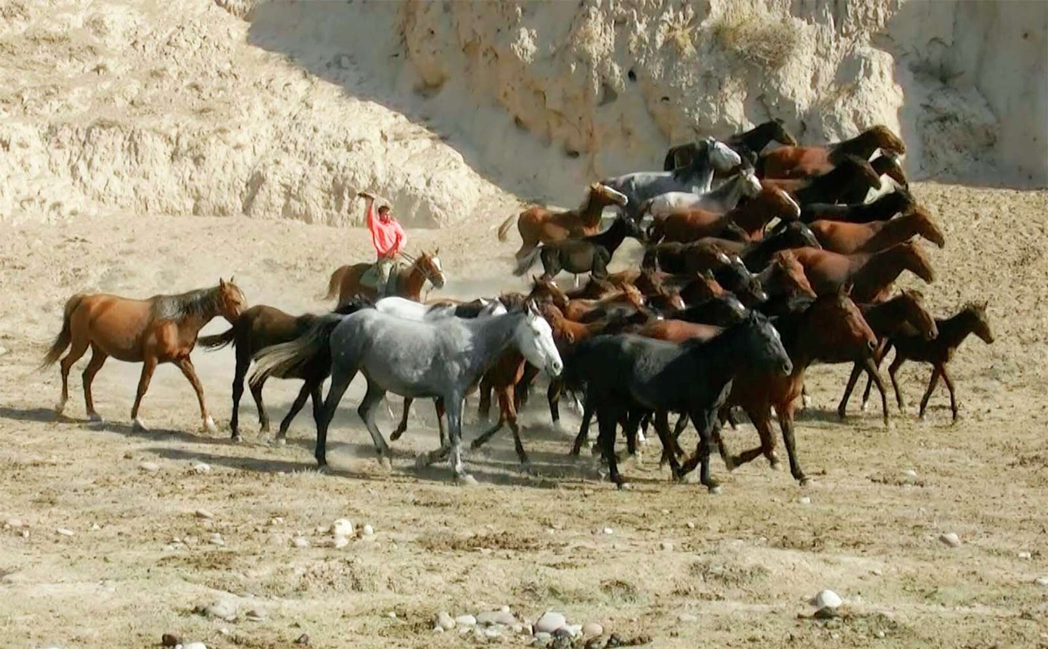 Таджикский лошадь