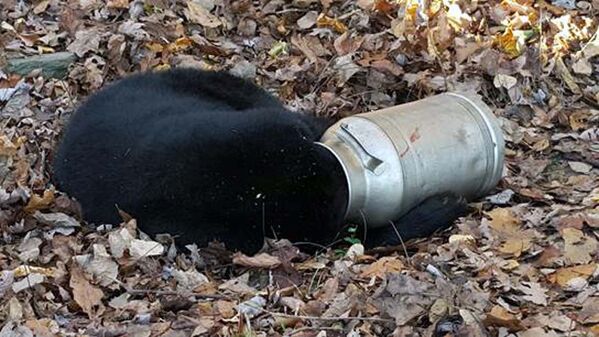 Сотрудники службы охраны дикой природы города Термонт, штат Мэриленд (США), спасли медведя, голова которого застряла в бидоне с молоком - Sputnik Таджикистан