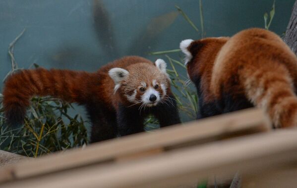 В Московском зоопарке появился самец красной панды - Sputnik Таджикистан