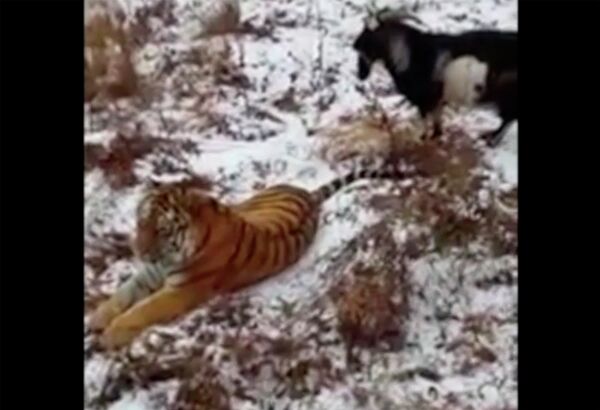 Как козел тигра выжил Как козел тигра выжил - Sputnik Таджикистан