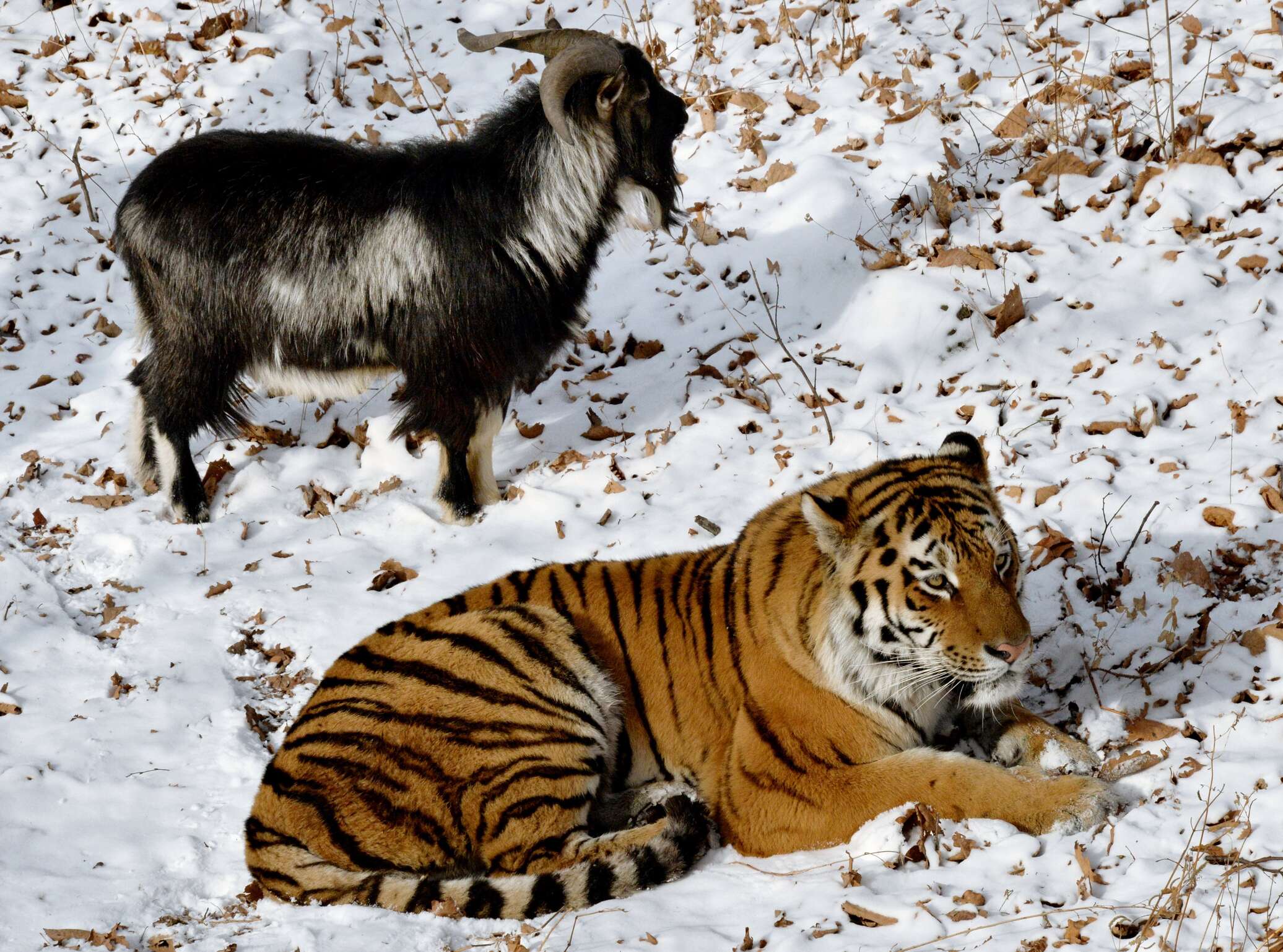 Амурский тигр и козел Тимур