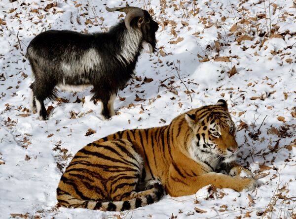 Уссурийский тигр по кличке Амур и козел по кличке Тимур - Sputnik Таджикистан