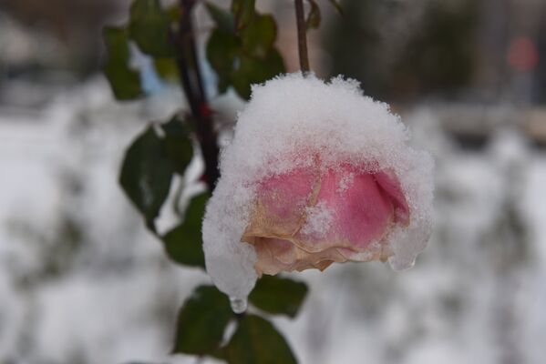 Роза стынет от мороза... Красивая история - Sputnik Таджикистан