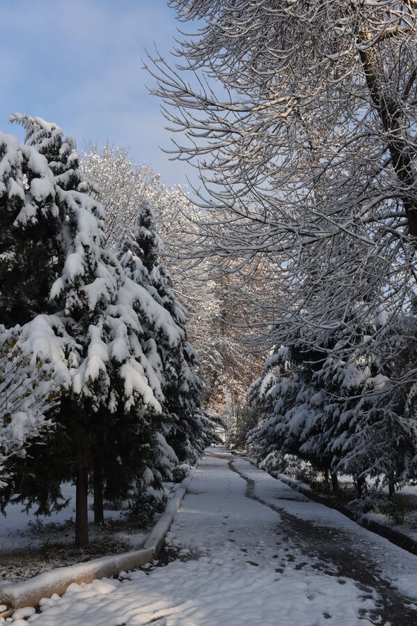 Сегодня город звенел от мороза, слякоть покрылась коркой и даже солнышко вышло - Sputnik Таджикистан