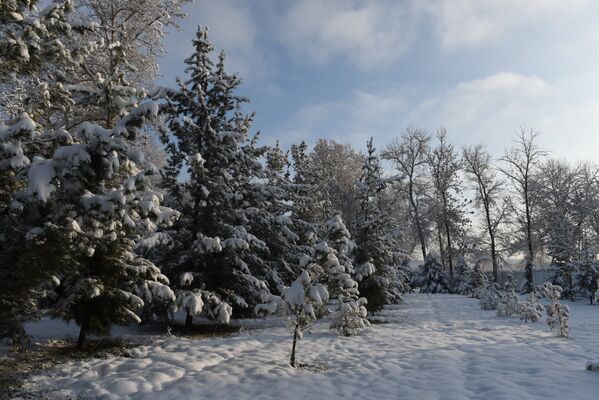 В парке снег решили не трогать. Здесь он смотрится совсем как в сказке - Sputnik Таджикистан