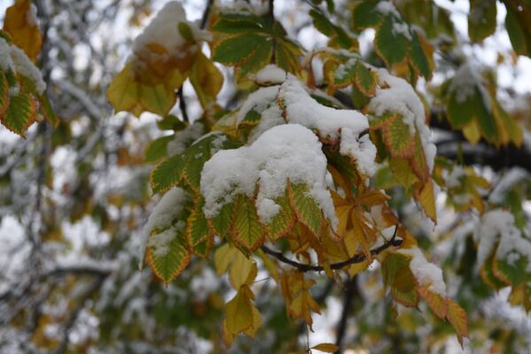 Яркие краски первого зимнего дня больше похожи на весенние - Sputnik Таджикистан