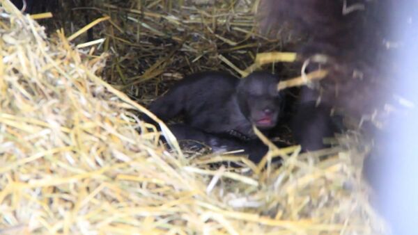 Пятерых новорожденных медвежат из зоопарка в Уфе впервые показали публике - Sputnik Таджикистан
