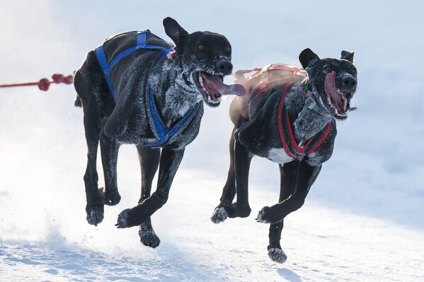 Открытый чемпионат Омской области по снежным дисциплинам ездового спорта на собаках - Sputnik Таджикистан