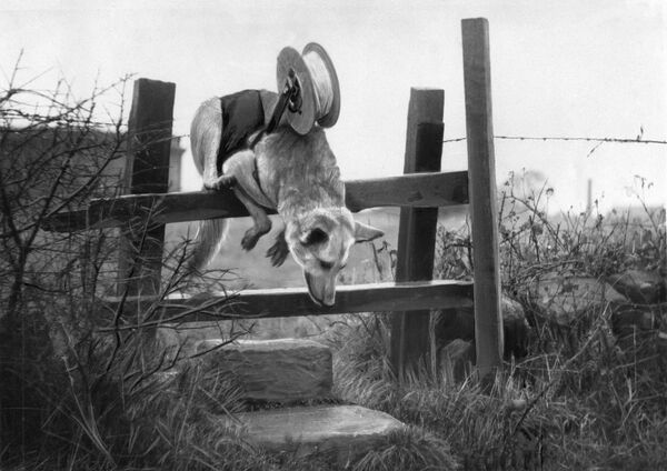 Восточно-европейская овчарка Флосс прокладывает кабель связи во время военных действий. 1940 год - Sputnik Таджикистан