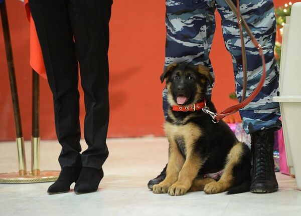 Торжественная передача в дар французской полиции щенка Добрыни - Sputnik Таджикистан