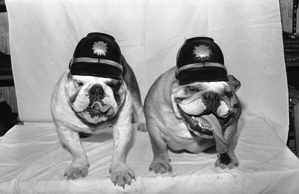 Полицейские собаки Мерфи и Мэйбил (слева направо) на празднике в Бонне (ФРГ) в 1983 году - Sputnik Таджикистан