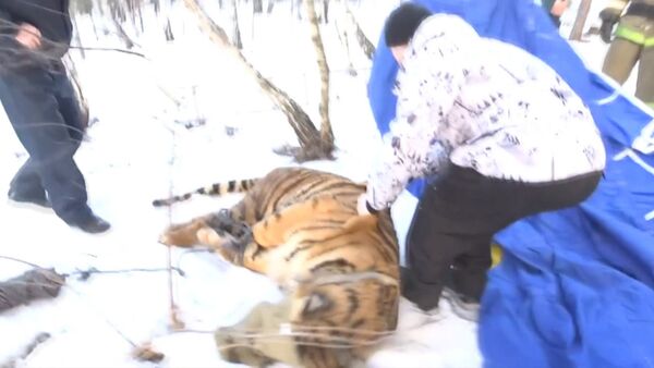 Ветеринар выстрелил транквилизатором в сбежавшего под Воронежем тигра - Sputnik Таджикистан