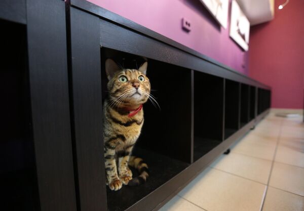 Бенгальская кошка. Архивное фото Бенгальская кошка. Архивное фото - Sputnik Таджикистан