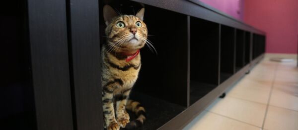 Бенгальская кошка. Архивное фото - Sputnik Таджикистан
