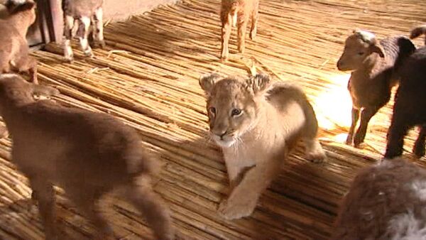 Львица среди ягнят: шестимесячная хищница Маша подружилась с отарой овец - Sputnik Таджикистан