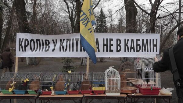Барабаны, чучело Яценюка и клетки с кроликами на митинге у Рады в Киеве - Sputnik Таджикистан