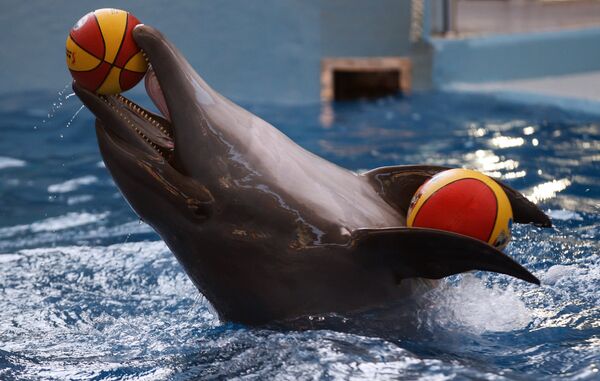 Самый крупный в России дельфинарий открылся в Сочи - Sputnik Таджикистан