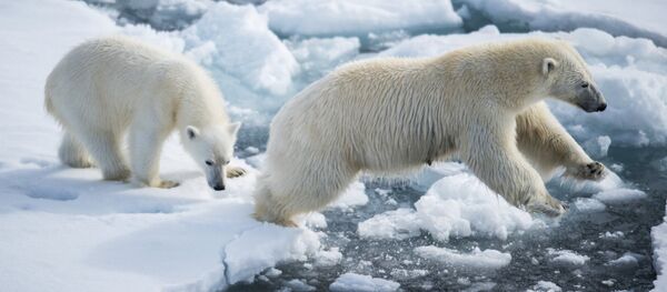 Белая медведица с медвежонком, архивное фото - Sputnik Таджикистан